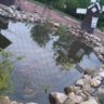 Koi Joachim