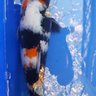 Mr.Koi1111