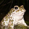www.hobby-gartenteich.de