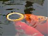 www.hobby-gartenteich.de