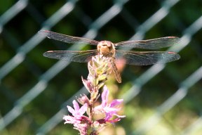 www.hobby-gartenteich.de
