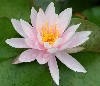 www.hobby-gartenteich.de