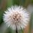 Gartenliebe
