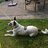 Floh