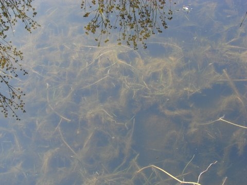1_Teich3.JPG