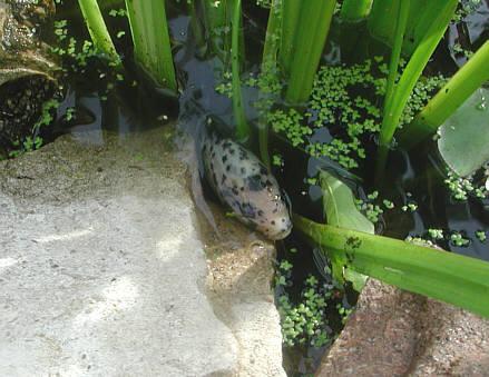 Teich05.jpg