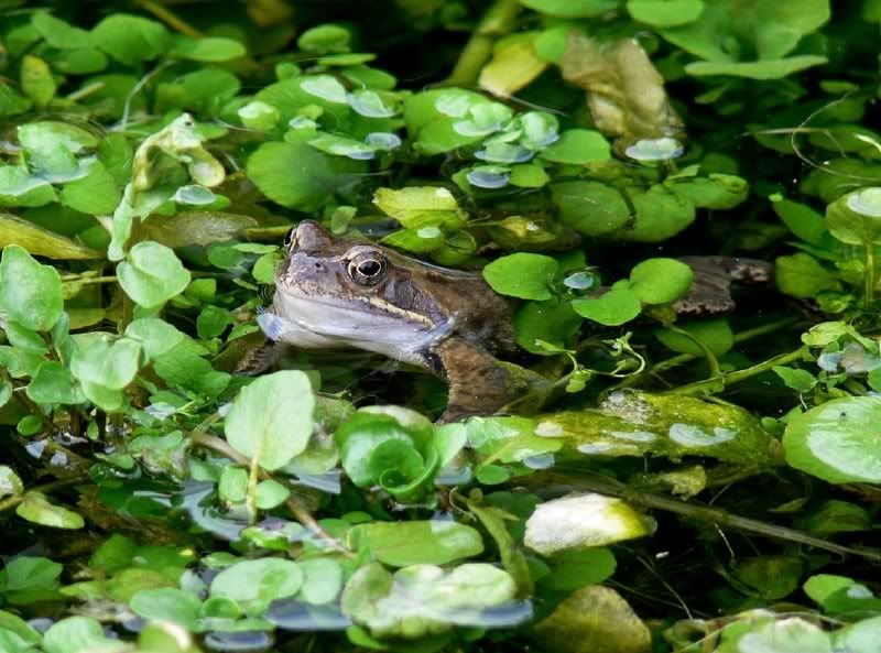 Frosch.jpg