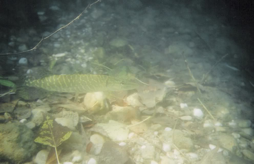 esox1.jpg