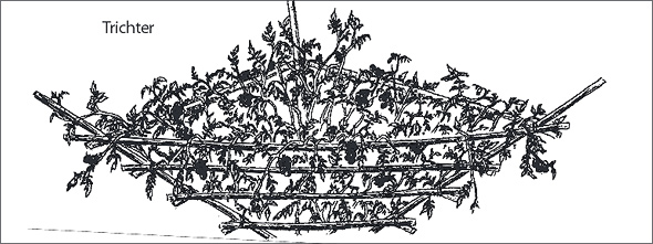 Wildtomatentrichtergeruest.jpg