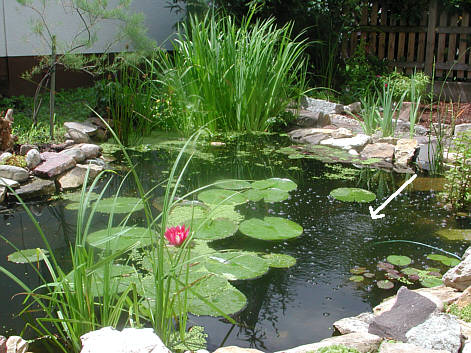 Teich04.jpg