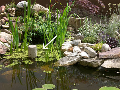 Teich03.jpg