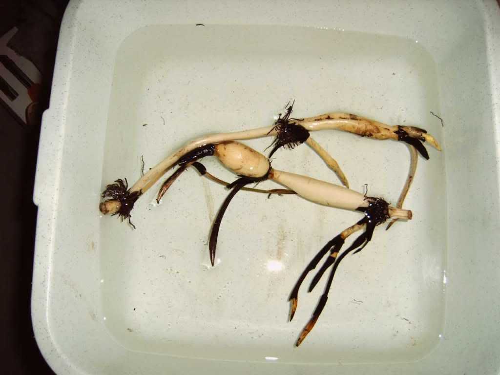 Lotos-Rhizome.jpg