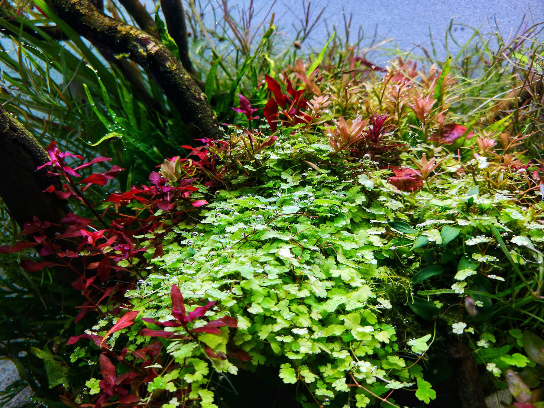 www.aquascape.de