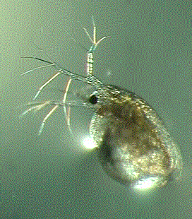 Daphnia_ani.gif