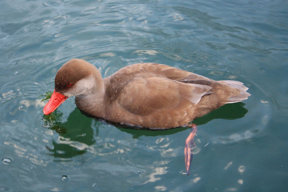 www.gartenteich-ratgeber.com
